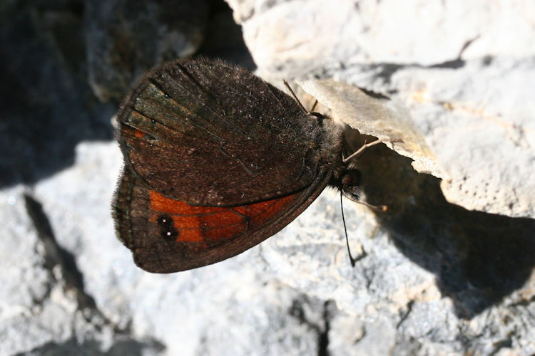 Erebia styx: Bild 2