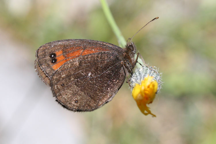 Erebia styx: Bild 3