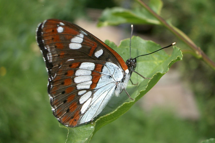 Limenitis reducta herculeana: Bild 13