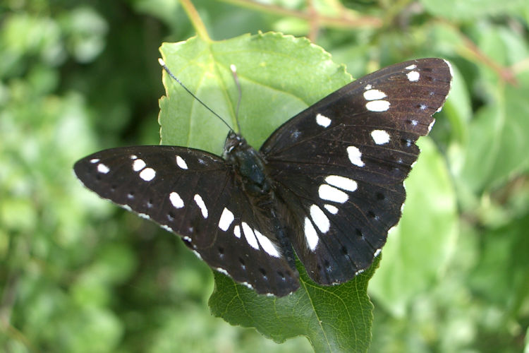 Limenitis reducta reducta: Bild 1