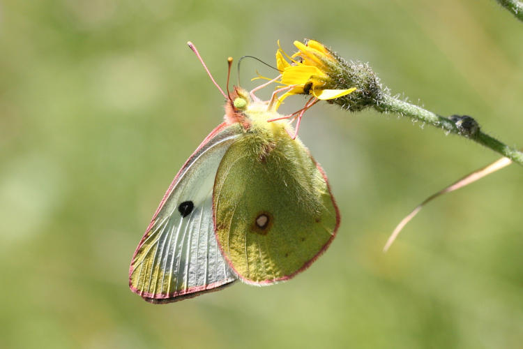 Colias phicomone: Bild 2