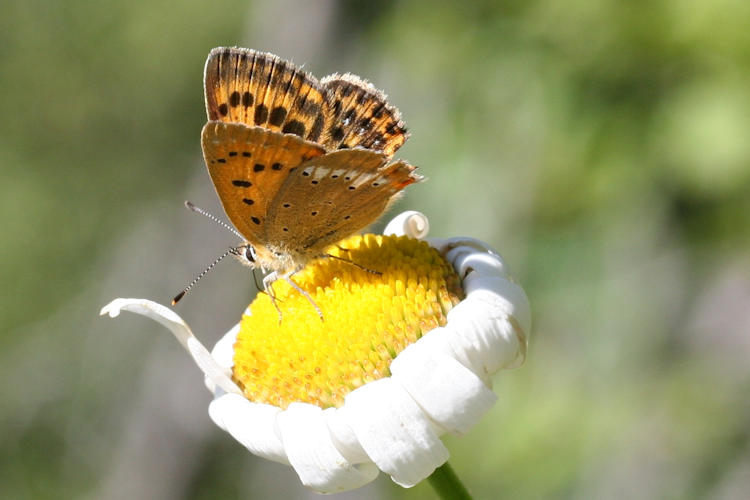 Lycaena virgaureae: Bild 24