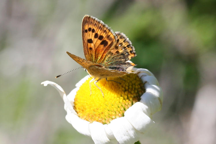 Lycaena virgaureae: Bild 12