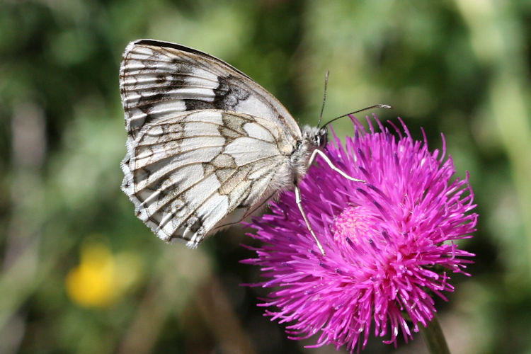 Melanargia galathea: Bild 18