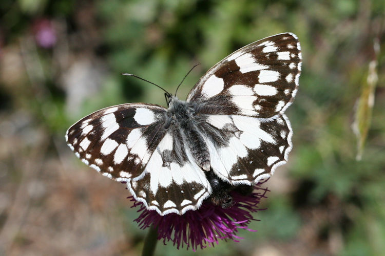 Melanargia galathea: Bild 6