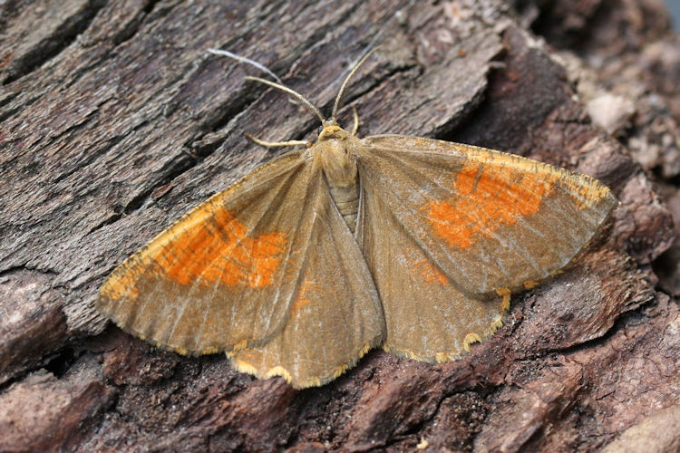 Angerona prunaria: Bild 13