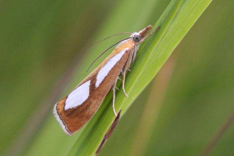 Catoptria conchella: Bild 1