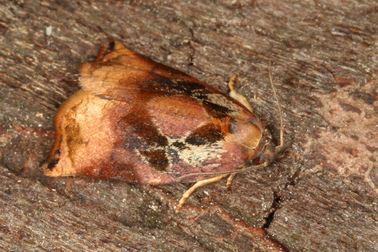 Archips podana: Bild 4