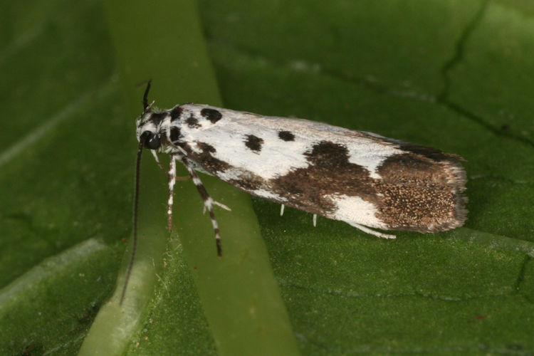 Ethmia quadrillella: Bild 1