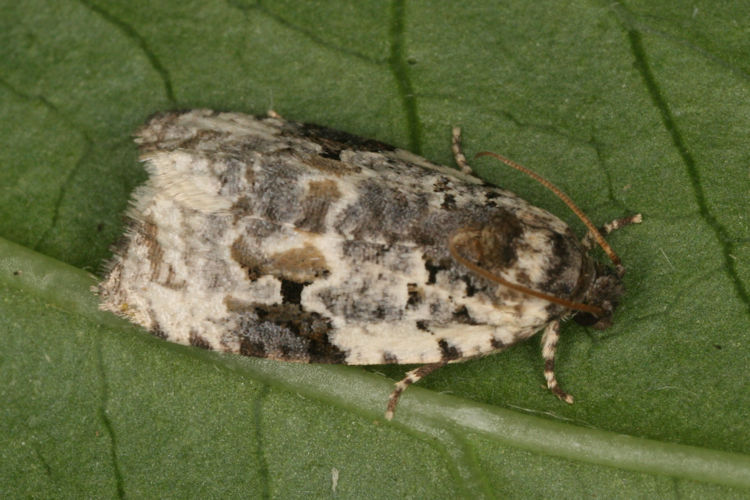 Celypha woodiana: Bild 1