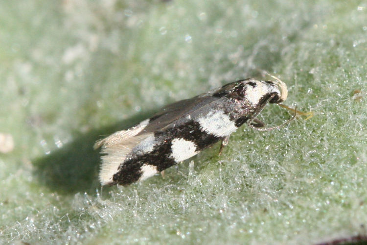 Pseudotelphusa tessella: Bild 1