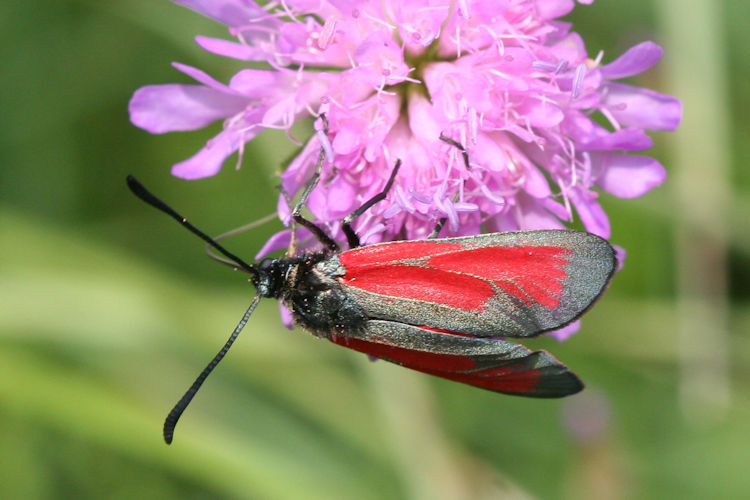 Zygaena purpuralis: Bild 2