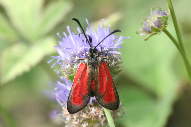 Zygaena purpuralis: Bild 3