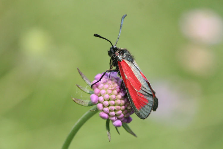 Zygaena purpuralis: Bild 4