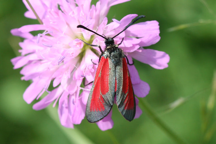 Zygaena purpuralis: Bild 5