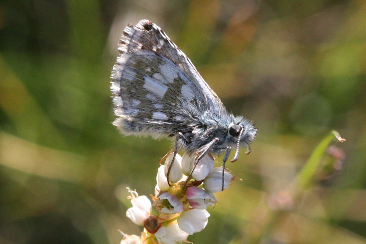 Pyrgus serratulae: Bild 14