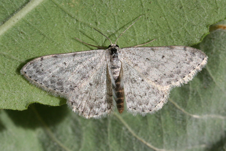 Scopula marginepunctata: Bild 24