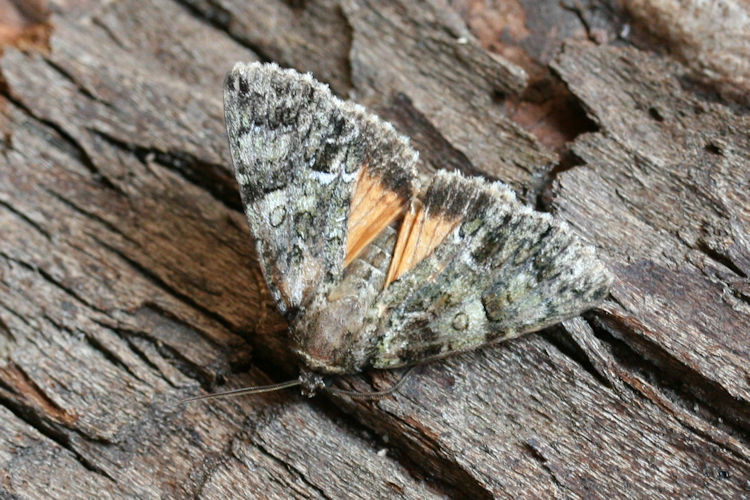 Polyphaenis sericata: Bild 1