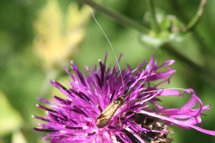 Nemophora metallica: Bild 5