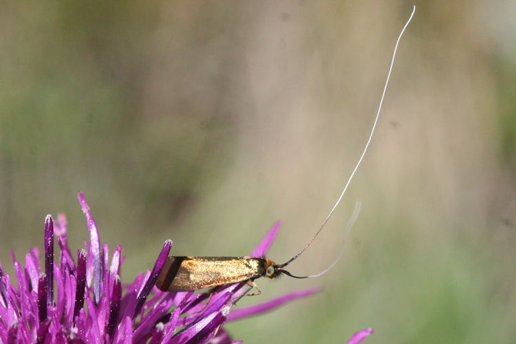 Nemophora metallica: Bild 6