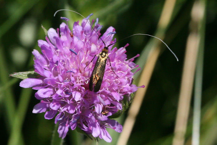 Nemophora metallica: Bild 7