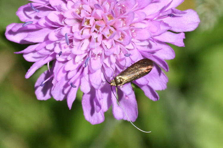 Nemophora metallica: Bild 8