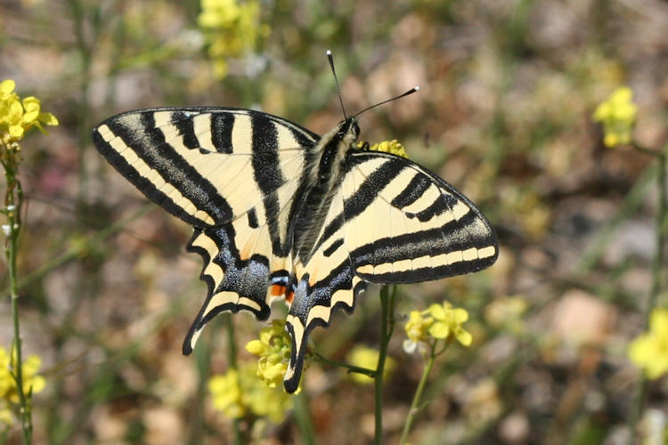 Papilio alexanor: Bild 7