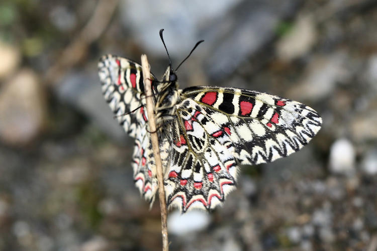 Zerynthia rumina medesicaste: Bild 12