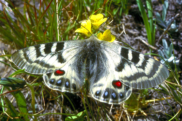 Parnassius charltonius otto: Bild 2