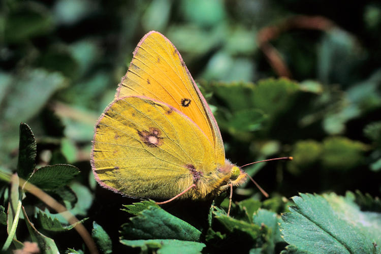 Colias caucasica: Bild 1