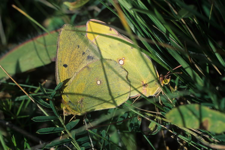 Colias caucasica: Bild 2