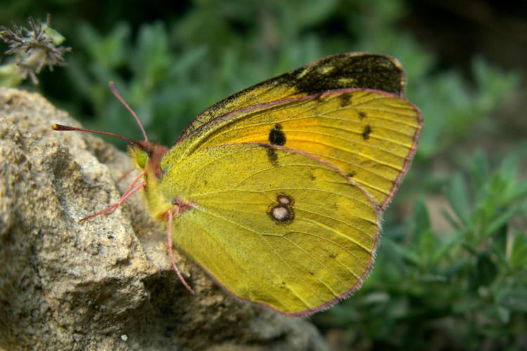 Colias myrmidone: Bild 4