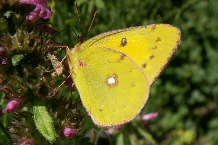 Colias myrmidone: Bild 5