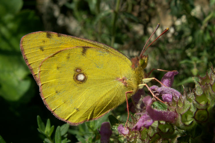 Colias myrmidone: Bild 8