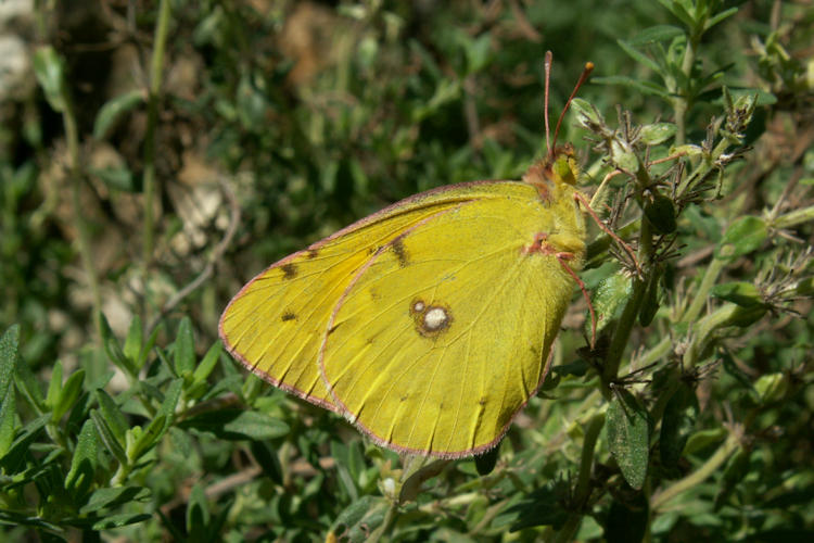 Colias myrmidone: Bild 9