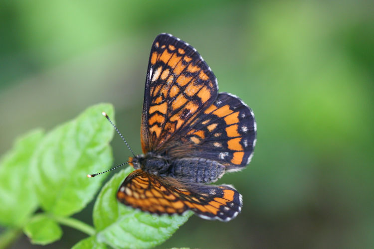 Euphydryas italica: Bild 2