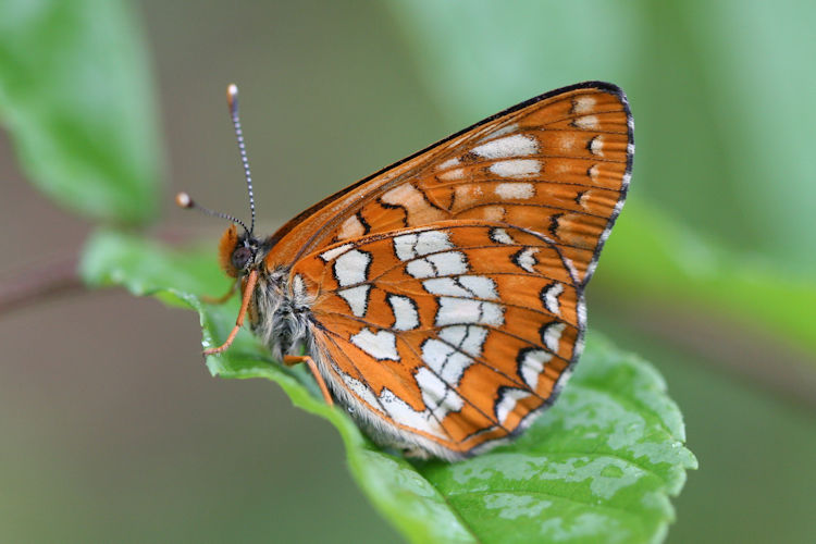 Euphydryas italica: Bild 6