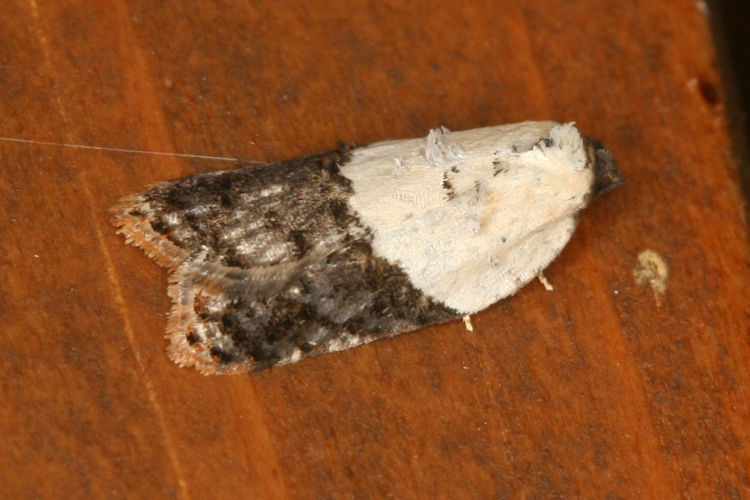 Acleris variegana: Bild 3