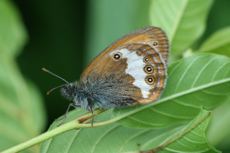 Coenonympha arcania: Bild 9