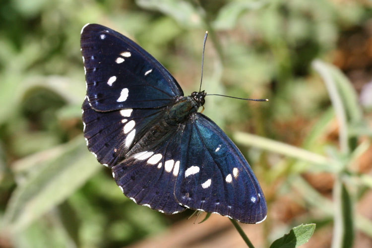 Limenitis reducta herculeana: Bild 9