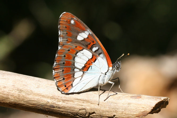 Limenitis reducta herculeana: Bild 17