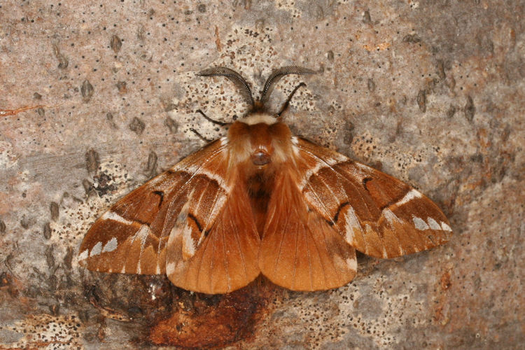 Endromis versicolora meridionalis: Bild 1
