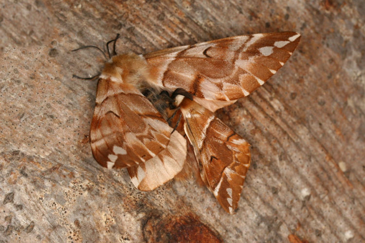 Endromis versicolora meridionalis: Bild 8