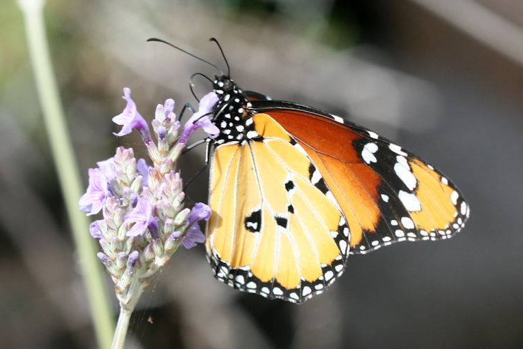 Danaus chrysippus: Bild 5