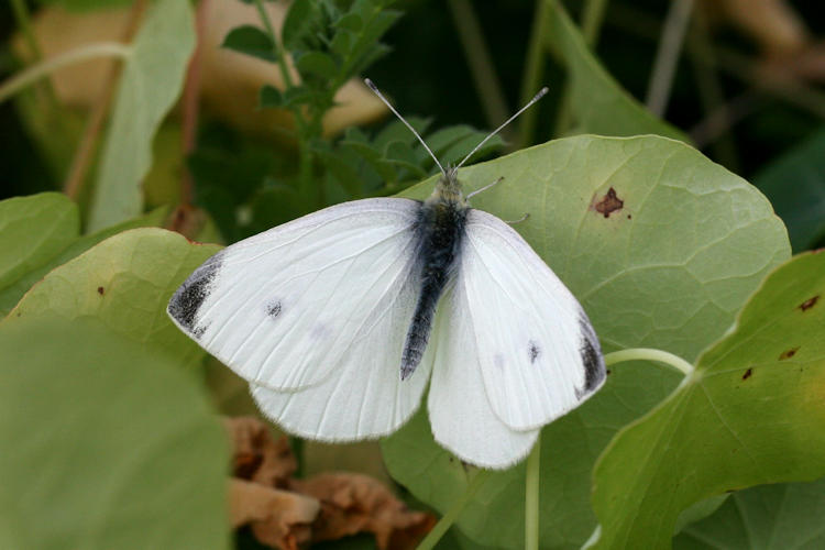 Pieris rapae: Bild 3