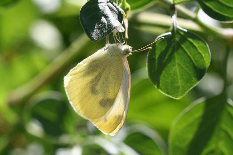 Pieris rapae: Bild 25