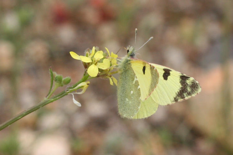 Elphinstonia charlonia: Bild 1