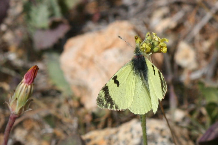 Elphinstonia charlonia: Bild 3