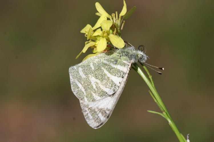 Euchloe grancanariensis: Bild 1