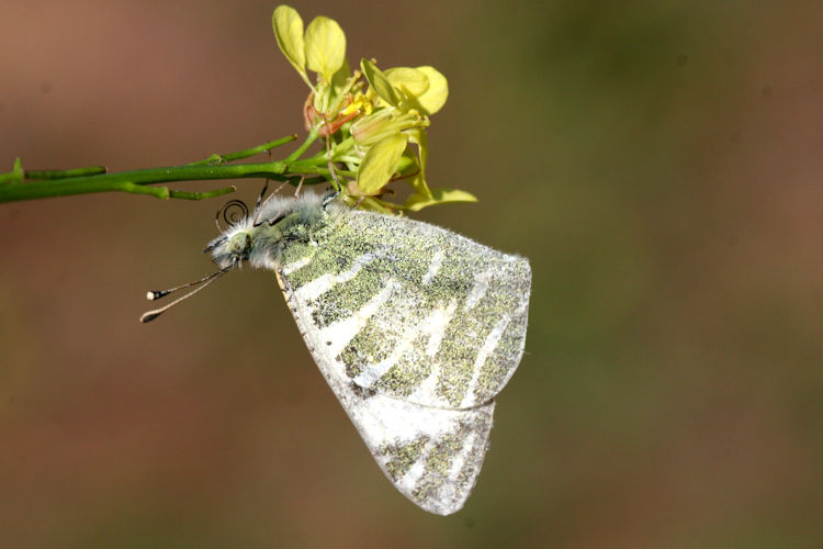 Euchloe grancanariensis: Bild 2